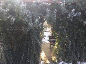 Плющ садовый вечнозелёный обыкновенный зимой на улице ФОТО Питомник растений Природа (Priroda) (49)