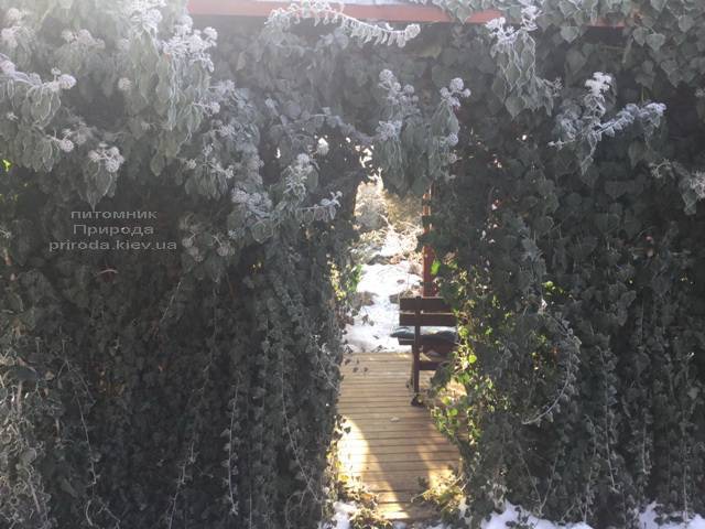Плющ садовый вечнозелёный обыкновенный зимой на улице ФОТО Питомник растений Природа (Priroda) (20)