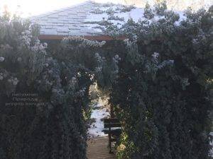 Плющ садовый вечнозелёный обыкновенный зимой на улице ФОТО Питомник растений Природа (Priroda) (50)