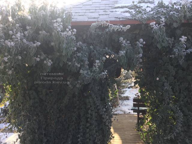 Плющ садовый вечнозелёный обыкновенный зимой на улице ФОТО Питомник растений Природа (Priroda) (22)