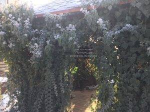 Плющ садовый вечнозелёный обыкновенный зимой на улице ФОТО Питомник растений Природа (Priroda) (52)
