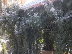 Плющ садовый вечнозелёный обыкновенный зимой на улице ФОТО Питомник растений Природа (Priroda) (53)