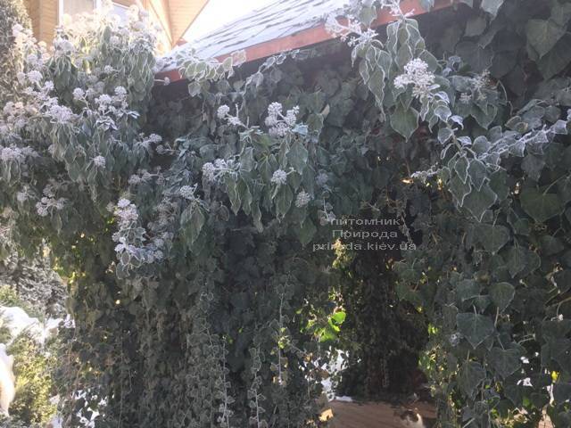 Плющ садовый вечнозелёный обыкновенный зимой на улице ФОТО Питомник растений Природа (Priroda) (25)