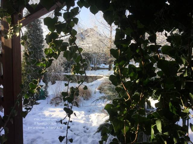 Плющ садовый вечнозелёный обыкновенный зимой на улице ФОТО Питомник растений Природа (Priroda) (25)