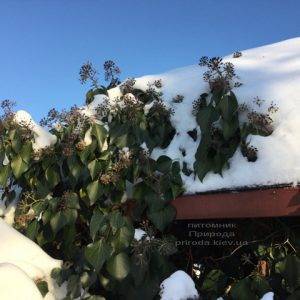 Плющ садовый вечнозелёный обыкновенный зимой на улице ФОТО Питомник растений Природа (Priroda) (55)