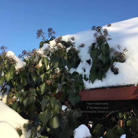 Плющ садовый вечнозелёный обыкновенный зимой на улице ФОТО Питомник растений Природа (Priroda) (26)