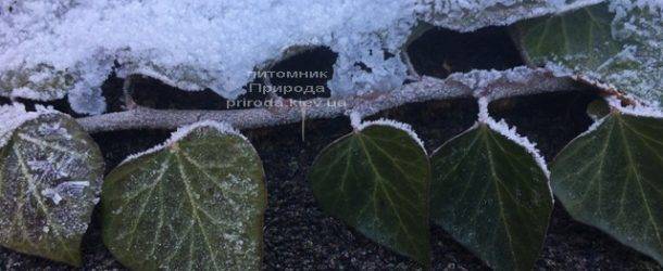 Плющ садовый вечнозелёный обыкновенный зимой на улице ФОТО Питомник растений Природа (Priroda) (32)