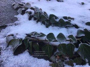 Плющ садовый вечнозелёный обыкновенный зимой на улице ФОТО Питомник растений Природа (Priroda) (33)