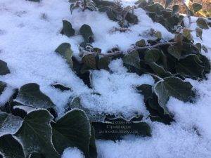 Плющ садовый вечнозелёный обыкновенный зимой на улице ФОТО Питомник растений Природа (Priroda) (34)