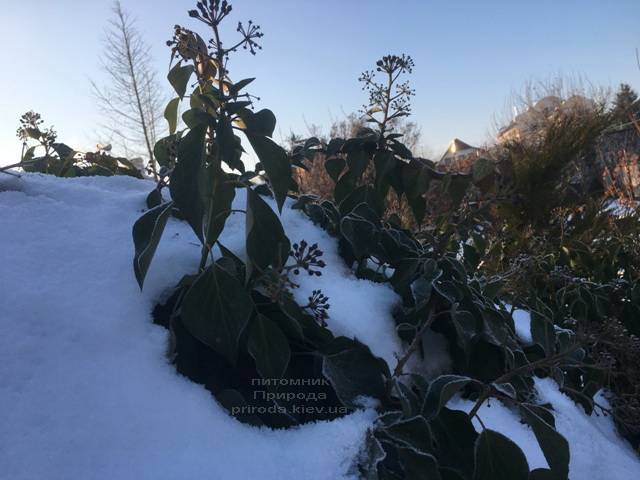 Плющ садовый вечнозелёный обыкновенный зимой на улице ФОТО Питомник растений Природа (Priroda) (6)