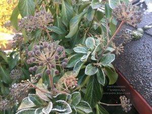 Плющ садовый вечнозелёный обыкновенный зимой на улице ФОТО Питомник растений Природа (Priroda) (36)