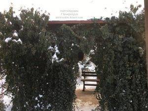 Плющ садовый вечнозелёный обыкновенный зимой на улице ФОТО Питомник растений Природа (Priroda) (37)