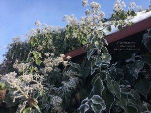 Плющ садовый вечнозелёный обыкновенный зимой на улице ФОТО Питомник растений Природа (Priroda) (38)