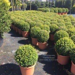 Самшит мелколистный Фолкнер Шар (Buxus microphilla Faulkner Boll) ФОТО Питомник растений Природа (Priroda) (11)