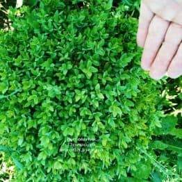 Самшит вечнозелёный Шар (Buxus sempervirens Boll) ФОТО Питомник растений Природа (Priroda) (30)