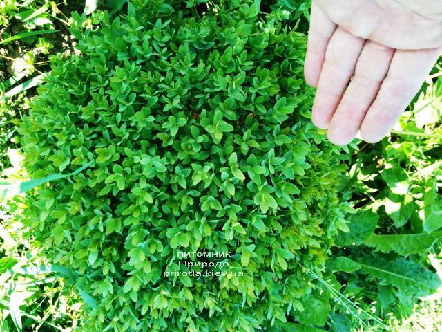 Самшит вечнозелёный Шар (Buxus sempervirens Boll) ФОТО Питомник растений Природа (Priroda) (30)