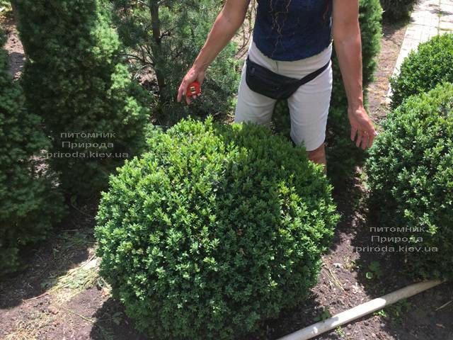 Самшит вечнозелёный Шар (Buxus sempervirens Boll) ФОТО Питомник растений Природа (Priroda) (41))