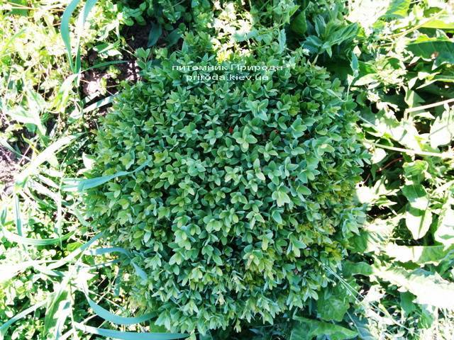 Самшит вічнозелений Куля (Buxus sempervirens Boll) ФОТО Розплідник рослин Природа (Priroda) (53)