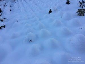 Самшит вечнозелёный зимой ФОТО Питомник растений Природа (Priroda) (34)
