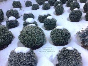 Самшит вечнозелёный зимой ФОТО Питомник растений Природа (Priroda) (27)