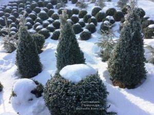 Самшит вечнозелёный зимой ФОТО Питомник растений Природа (Priroda) (30)