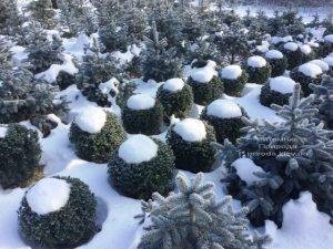 Самшит вечнозелёный зимой ФОТО Питомник растений Природа (Priroda) (32)