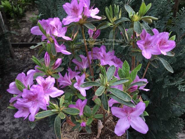 Азалия японская Ледиканенс (Rhododendron Ledicanense) ФОТО Питомник растений Природа (Priroda) (3)