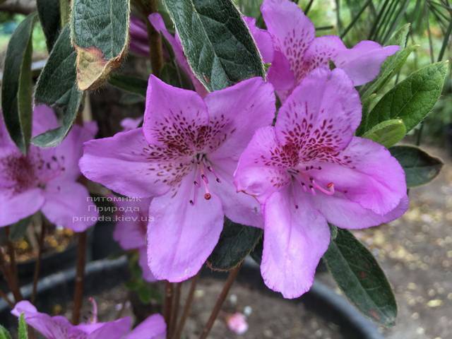 Азалия японская Ледиканенс (Rhododendron Ledicanense) ФОТО Питомник растений Природа (Priroda) (5)