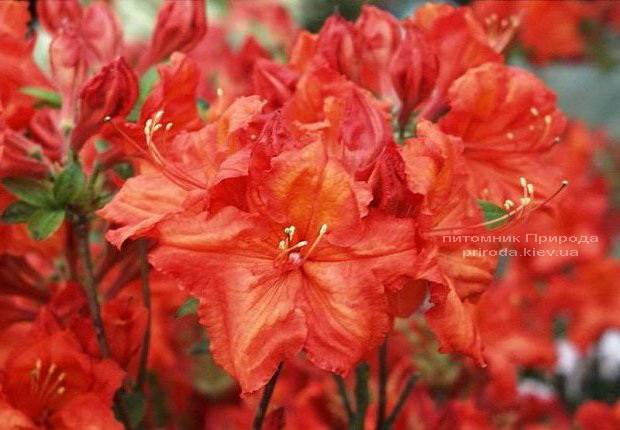 Азалия садовая крупноцветковая Фейерверк (Рододендрон листопадный Rhododendron Feuerverk) (2)
