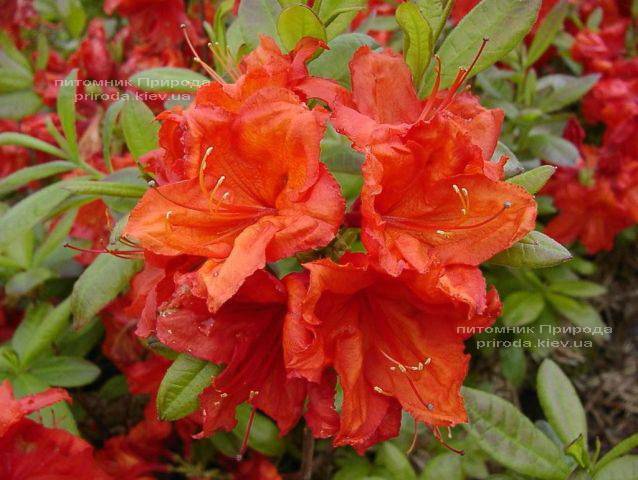Азалия садовая крупноцветковая Фейерверк (Рододендрон листопадный Rhododendron Feuerverk) (3)