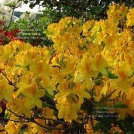 Азалія садові крупноквіткова Голдетопас (Рододендрон листопадний Rhododendron Goldtopas) (2)