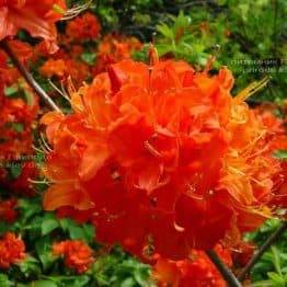 Азалия садовая крупноцветковая Мандарин Лайт (Рододендрон листопадный Rhododendron Mandarin Lights) (1)