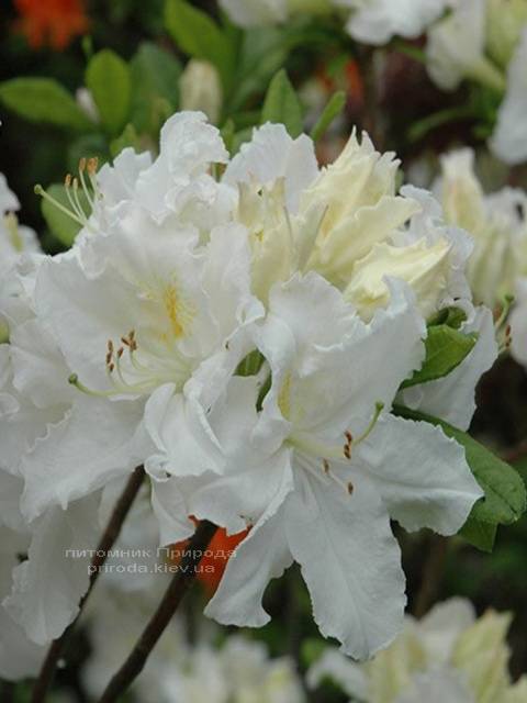 Азалія садові крупноквіткова Оксідол (Рододендрон листопадний Rhododendron Oxydol) (2)