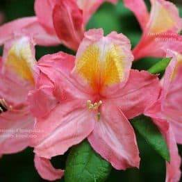 Азалия садовая крупноцветковая Пинк Делайт (Рододендрон листопадный Rhododendron Pink Delight) (4)