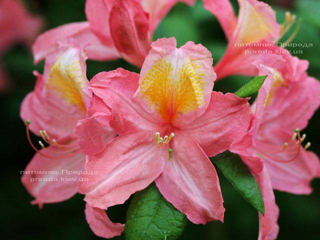 Азалия садовая крупноцветковая Пинк Делайт (Рододендрон листопадный Rhododendron Pink Delight) (4)
