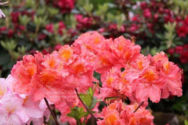 Азалия садовая крупноцветковая Сарина (Рододендрон листопадный Rhododendron Sarina) (3)