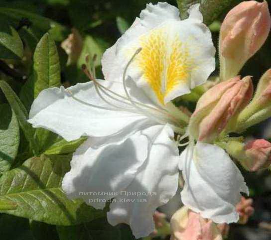 Азалия садовая крупноцветковая Шнееголд (Рододендрон листопадный Rhododendron Schneegold) (4)