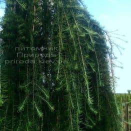 Модрина японська Стіф Віпер (Larix kaempferi Stiff Weeper) на штамбі ФОТО Розплідник рослин Природа (Priroda) (1)