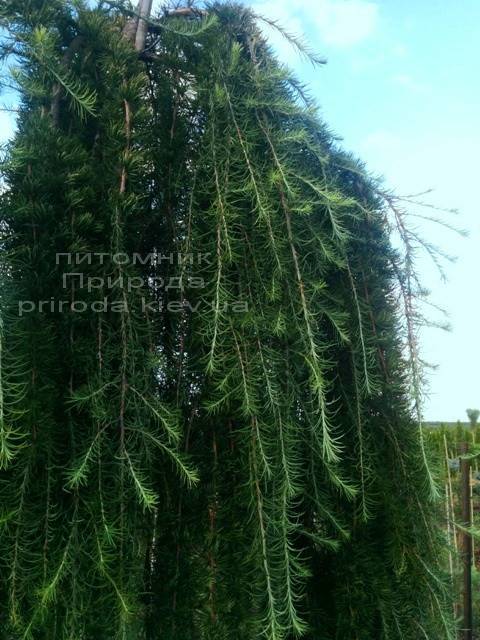 Лиственница японская Стиф Випер (Larix kaempferi Stiff Weeper) на штамбе ФОТО Питомник растений Природа (Priroda) (1)