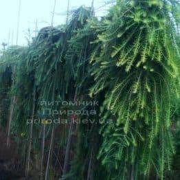 Модрина японська Стіф Віпер (Larix kaempferi Stiff Weeper) на штамбі ФОТО Розплідник рослин Природа (Priroda) (5)