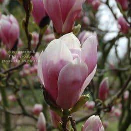 Магнолія Суланжа Александріна (Magnolia soulangeana Alexandrina) (3)