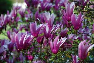Магнолия лилиецветная Нигра (Magnolia lilliflora Nigra) ФОТО Питомник растений Природа (Priroda) (2)