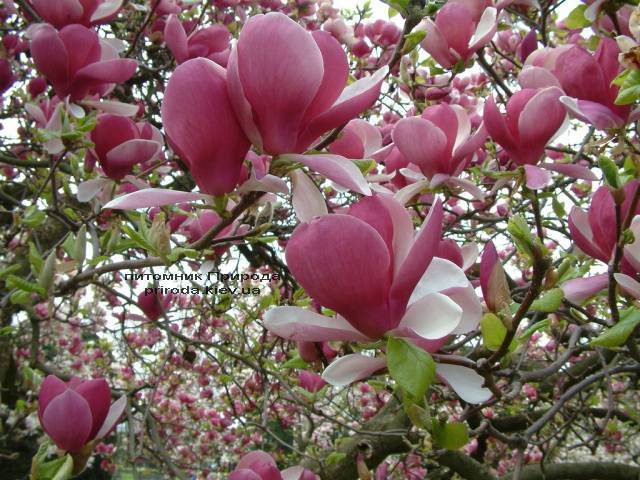 Магнолия Суланжа Рустика Рубра (Magnolia soulangeana Rustica Rubra) ФОТО Питомник растений Природа (Priroda) (1)