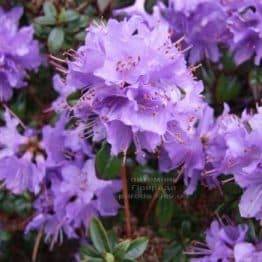 Рододендрон мілкоцвітна Блю Тит (Rhododendron Blue Tit) (1)