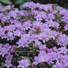 Рододендрон мелкоцветковый Бухловице (Rhododendron Buchlovice) (2)