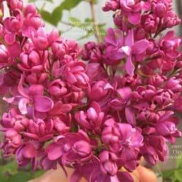 Бузок Богдан Хмельницький (Syringa vulgaris Bogdan Khmelnitskiy) ФОТО Розплідник рослин Природа Priroda (2)