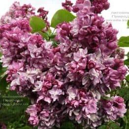 Бузок Кетрін Хавемейер (Syringa vulgaris Kathrine Havemeyer) ФОТО Розплідник рослин Природа (Priroda) (5)