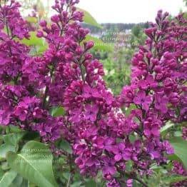 Бузок Людвіг Шпет (Syringa vulgaris Andenken an Ludwig Spath) ФОТО Розплідник рослин Природа (Priroda) (5)