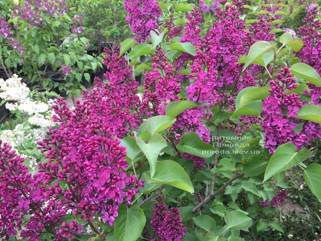 Бузок Людвіг Шпет (Syringa vulgaris Andenken an Ludwig Spath) ФОТО Розплідник рослин Природа (Priroda) (7)