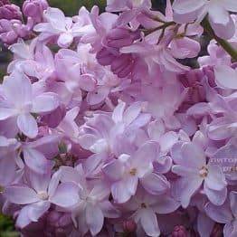 Сирень Мадам Антуан Бюхнер (Syringa vulgaris Mme Antoine Buchner) ФОТО Питомник растений Природа (Priroda) (9)